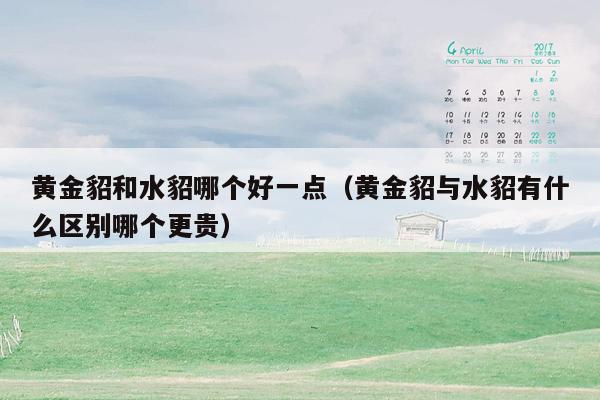 黄金貂和水貂哪个好一点（黄金貂与水貂有什么区别哪个更贵）