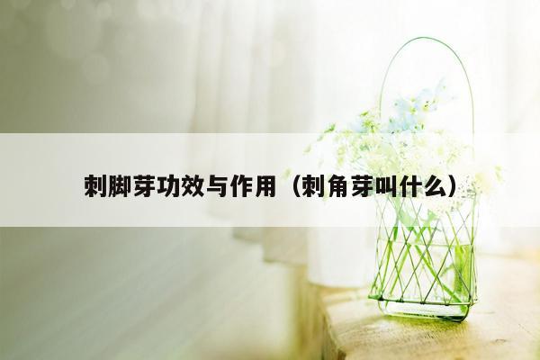 刺脚芽功效与作用（刺角芽叫什么）