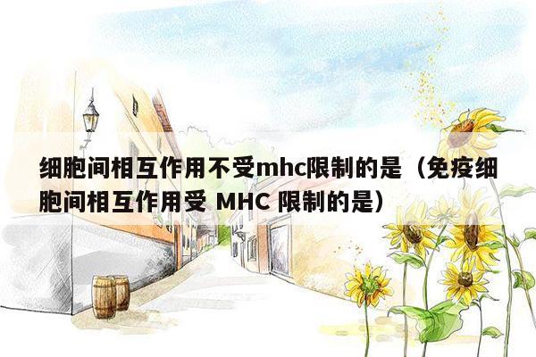 细胞间相互作用不受mhc限制的是（免疫细胞间相互作用受 MHC 限制的是）