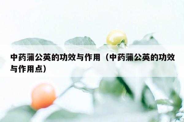 中药蒲公英的功效与作用（中药蒲公英的功效与作用点）