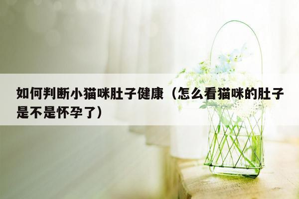 如何判断小猫咪肚子健康（怎么看猫咪的肚子是不是怀孕了）